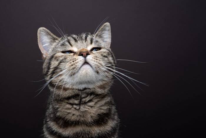 猫の鼻が『ヒクヒク動いている』ときの原因4つ　異常が起きていることも？注意すべきケースまで解説