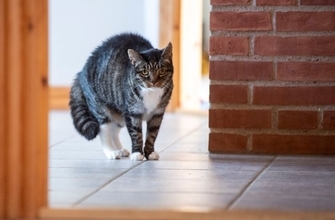 猫が人間に『心を開かない』ときに考えられる理由5つ　心の距離を縮めるにはどうしたらいいの？