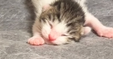 シーツ交換中に釣れてしまった赤ちゃん猫→ママ猫のもとへ戻していると…『尊すぎる光景』が358万再生「史上最弱ｗ」「ニヤニヤしたｗ」