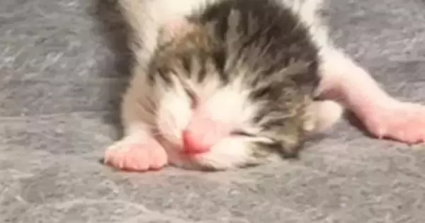 シーツ交換中に釣れてしまった赤ちゃん猫→ママ猫のもとへ戻していると…『尊すぎる光景』が358万再生「史上最弱ｗ」「ニヤニヤしたｗ」