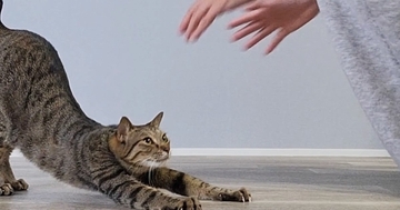 『撫でてほしい猫』と『撫でたい飼い主』…需要と供給が完全一致した光景に6万9000いいね「溶けてゆくｗ」「めっちゃ癒される～」