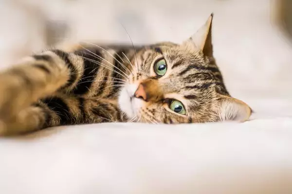 猫が飼い主と『添い寝』したいときにみせる仕草5選　寝る場所で異なる心理や注意したいことまで