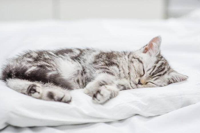 猫が飼い主と『添い寝』したいときにみせる仕草5選　寝る場所で異なる心理や注意したいことまで