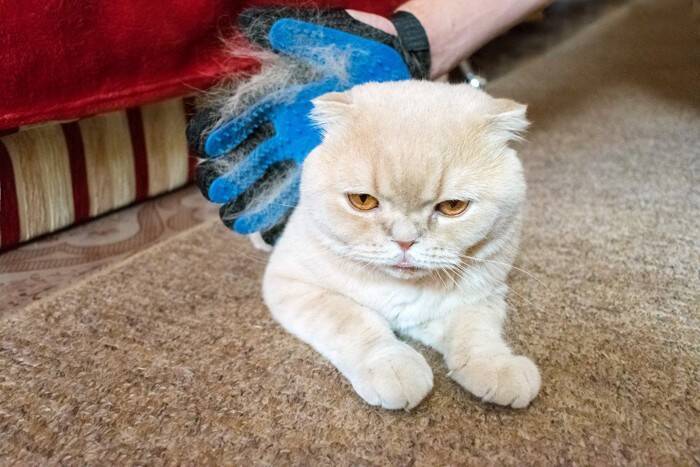 猫が飼い主と『添い寝』したいときにみせる仕草5選　寝る場所で異なる心理や注意したいことまで