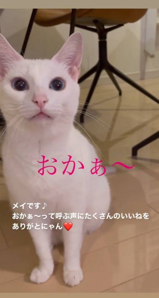 飼い主を『おかぁ〜』と呼ぶ猫を撮影したら…”日本語の発音良すぎ”と65万再生「おか〜って言ってる！」「可愛くて何度も見ちゃう…」