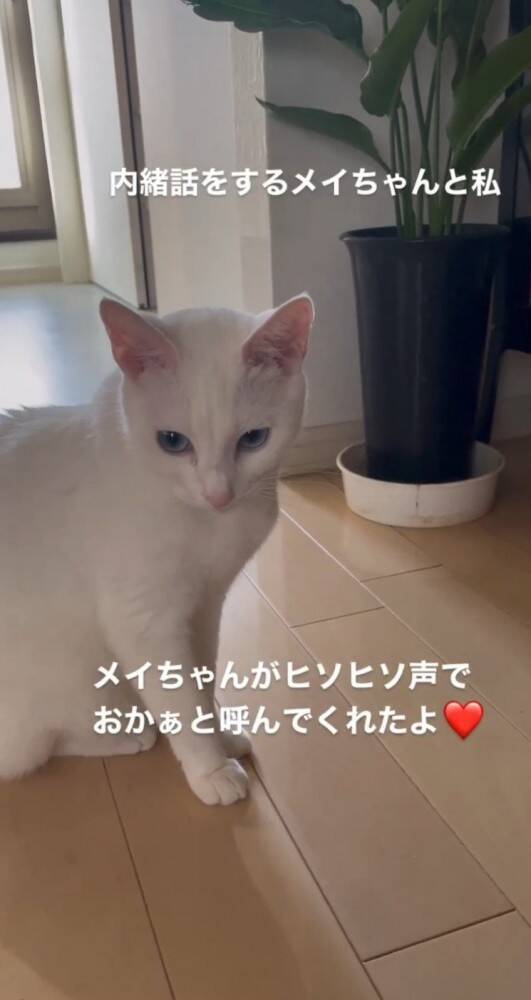 飼い主を『おかぁ〜』と呼ぶ猫を撮影したら…”日本語の発音良すぎ”と65万再生「おか〜って言ってる！」「可愛くて何度も見ちゃう…」