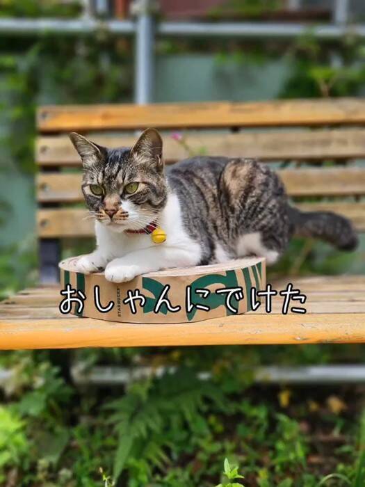 猫の爪とぎ『いらなくなったダンボール』で作れます→工程を紹介したら…立派な完成品に「アイデアが凄くいい」「挑戦してみます」と絶賛の声続出