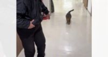おばあちゃんに『おいで』と呼ばれたネコが、次の瞬間…優しすぎて涙が出る『寄り添い方』が10万再生「癒された」「すごーい」と反響