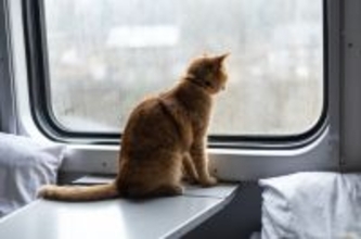 堂々と高速列車に乗り込み、1泊2日の旅を楽しんだ「珍客」猫　英国