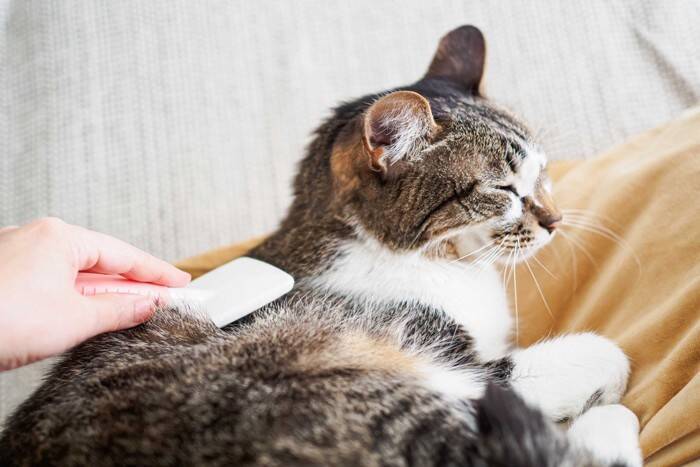 猫の『ブラッシング』をしないと起こるトラブル3つ　習慣づけるべき理由やお手入れのコツも解説