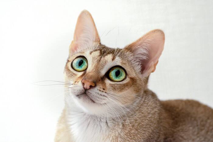 猫の被毛に見られる『ティッキング』とは？美しさの秘密と代表的な猫種3選をご紹介