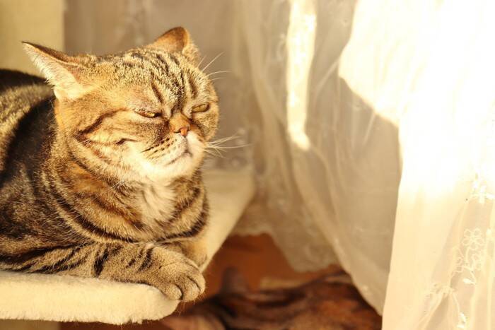 歳を重ねるほど増していく『シニア猫』の魅力4選　高齢猫ならではの愛おしさをご紹介