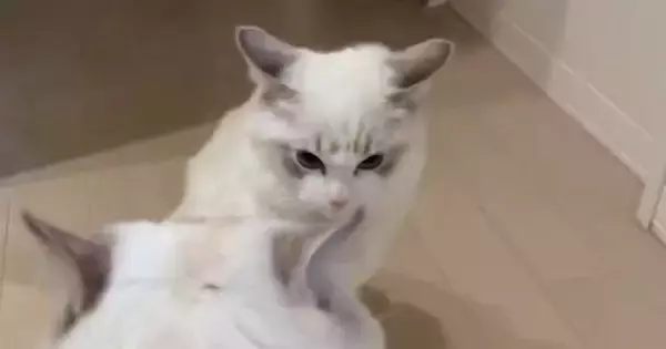 オラつく弟猫に『ビビっていた姉猫』がついに抵抗…まさかの行動に笑ってしまう人が続出「最後ｗ」「めっちゃかわいい」と10万表示