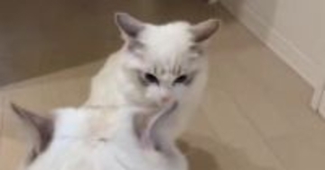 オラつく弟猫に『ビビっていた姉猫』がついに抵抗…まさかの行動に笑ってしまう人が続出「最後ｗ」「めっちゃかわいい」と10万表示