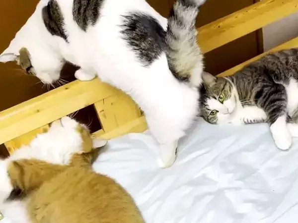 ベッドで寝ようとする男の子→すでにネコたちが集まっていて…どう見ても『定員オーバーな光景』が26万再生「最高かよ」「お兄ちゃんモテモテ」