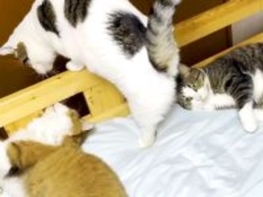 ベッドで寝ようとする男の子→すでにネコたちが集まっていて…どう見ても『定員オーバーな光景』が26万再生「最高かよ」「お兄ちゃんモテモテ」