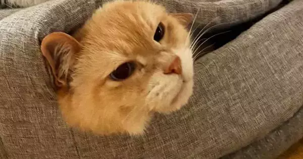 ベッドから顔を出していたお兄ちゃん猫→とっても不満そうで…『まさかの状況』に爆笑の声続出「何かの罰ゲームかなｗ」「理不尽な猫世界ｗ」