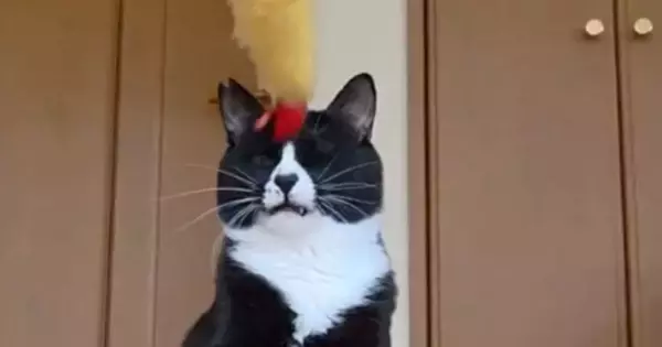 ちょっぴり『鈍臭い猫』が動くおもちゃをパンチしようとしたら…つい笑ってしまう『まさかの光景』に２万いいね「かわいい」「病みつきになる」