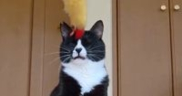 ちょっぴり『鈍臭い猫』が動くおもちゃをパンチしようとしたら…つい笑ってしまう『まさかの光景』に２万いいね「かわいい」「病みつきになる」