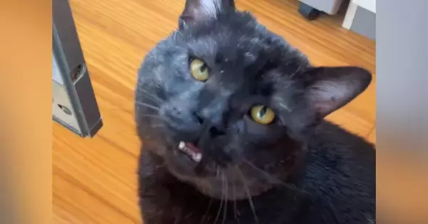 『ボス猫を保護』して1日目→先住猫たちと初めて対面した結果…笑ってしまう展開が61万再生「どっちが先住猫やねんｗｗ」「おじさんｗ」