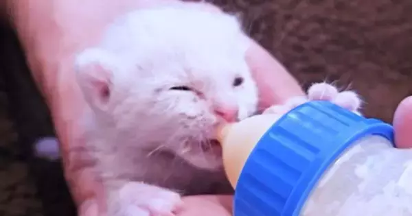 炎天下、草むらで保護された子猫→ひとりぼっちになってしまい、10ヶ月後…『感動の物語』に「もらい泣きした」「幸せに」と反響集まる