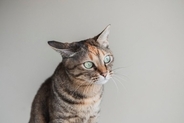 『同居する猫の死』を猫はどう感じているの？　起こりうる変化や飼い主ができるケア方法まで