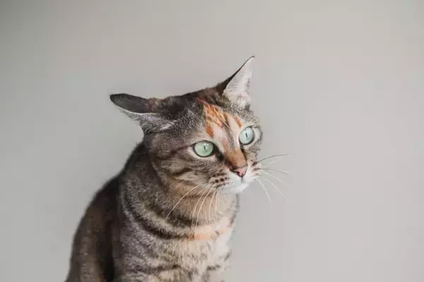 『同居する猫の死』を猫はどう感じているの？　起こりうる変化や飼い主ができるケア方法まで