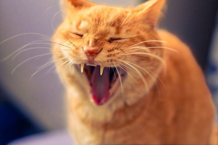 猫に関連する『幸運のジンクス』5つ　目撃できたら運気が上がるかも？