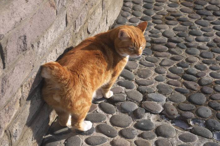 猫に関連する『幸運のジンクス』5つ　目撃できたら運気が上がるかも？