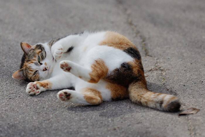 猫に関連する『幸運のジンクス』5つ　目撃できたら運気が上がるかも？