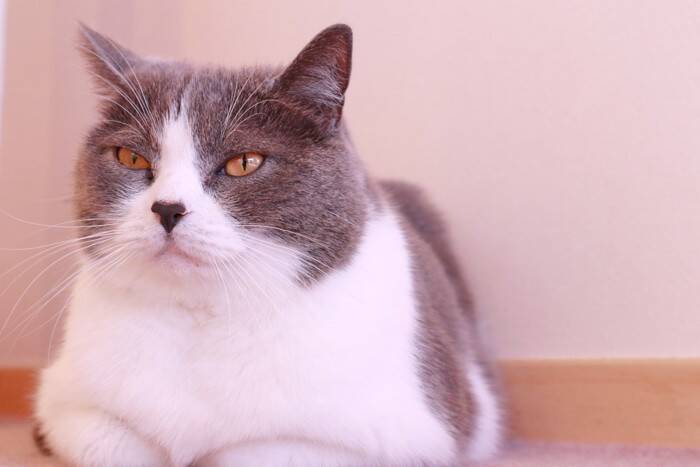 猫に関連する『幸運のジンクス』5つ　目撃できたら運気が上がるかも？