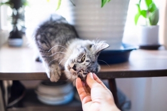 猫が『ご機嫌』なときにするサイン6選　どんなときに見られる？いい気分にさせるコツまで