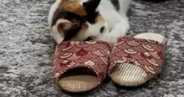 スリッパに身を隠しながら『おもちゃを狙う三毛猫』…可愛すぎる光景に笑ってしまうと１万いいね「隠れるの上手ねｗ」「ずっと見ていられる」