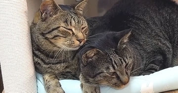 同居猫のことが大好きすぎる猫…あまりにも尊い『いつもくっついている光景』が10万再生「可愛すぎてニヤニヤした」「愛が強すぎるｗ」