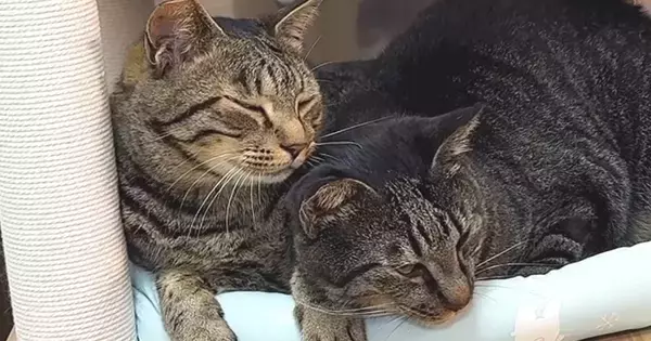 同居猫のことが大好きすぎる猫…あまりにも尊い『いつもくっついている光景』が10万再生「可愛すぎてニヤニヤした」「愛が強すぎるｗ」