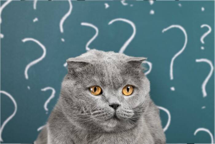 猫の『しっぽが曲がっている』のはなぜ？かぎしっぽになる原因や幸運を招くとされる理由も