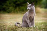 『抜け毛が少ない』傾向にある猫種4選　目立ちにくいワケやそれぞれの特徴もご紹介