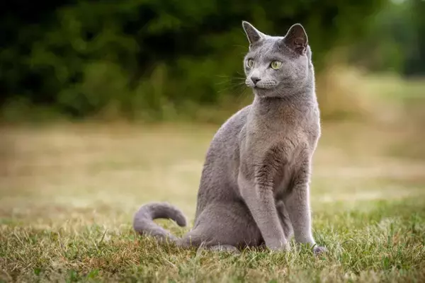 『抜け毛が少ない』傾向にある猫種4選　目立ちにくいワケやそれぞれの特徴もご紹介
