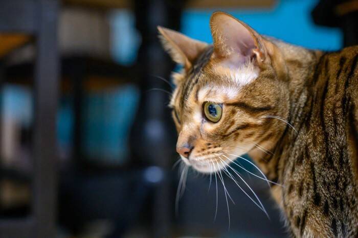『抜け毛が少ない』傾向にある猫種4選　目立ちにくいワケやそれぞれの特徴もご紹介