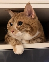 お留守番カメラで猫が見当たらなくて…探した結果→『予想外の場所』で登場する様子が158万再生「帰りたくなるｗ」「見てるｗ」と爆笑の声