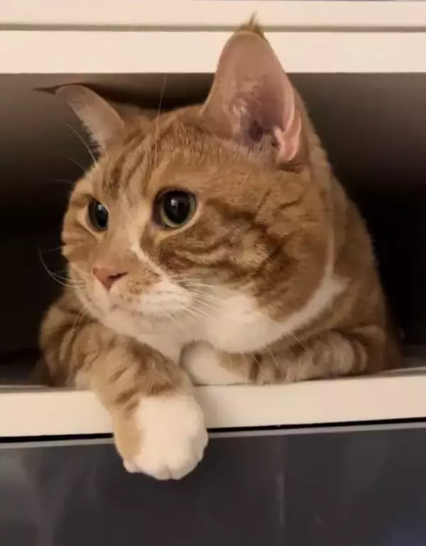 お留守番カメラで猫が見当たらなくて…探した結果→『予想外の場所』で登場する様子が158万再生「帰りたくなるｗ」「見てるｗ」と爆笑の声