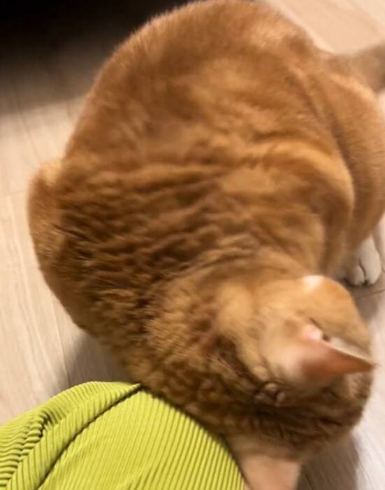 お留守番カメラで猫が見当たらなくて…探した結果→『予想外の場所』で登場する様子が158万再生「帰りたくなるｗ」「見てるｗ」と爆笑の声