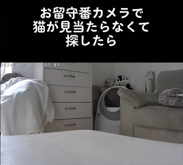 お留守番カメラで猫が見当たらなくて…探した結果→『予想外の場所』で登場する様子が158万再生「帰りたくなるｗ」「見てるｗ」と爆笑の声