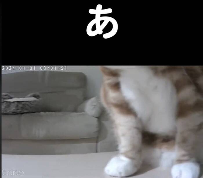 お留守番カメラで猫が見当たらなくて…探した結果→『予想外の場所』で登場する様子が158万再生「帰りたくなるｗ」「見てるｗ」と爆笑の声