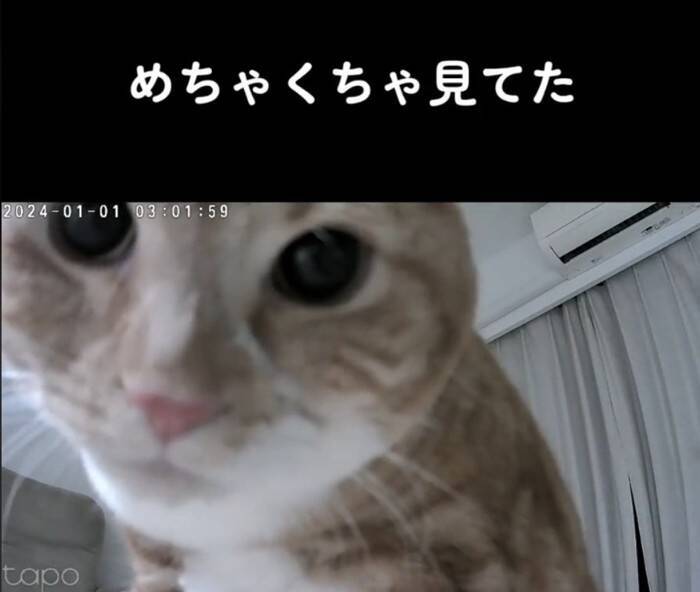 お留守番カメラで猫が見当たらなくて…探した結果→『予想外の場所』で登場する様子が158万再生「帰りたくなるｗ」「見てるｗ」と爆笑の声