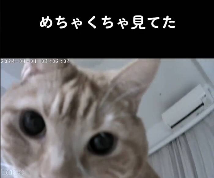 お留守番カメラで猫が見当たらなくて…探した結果→『予想外の場所』で登場する様子が158万再生「帰りたくなるｗ」「見てるｗ」と爆笑の声