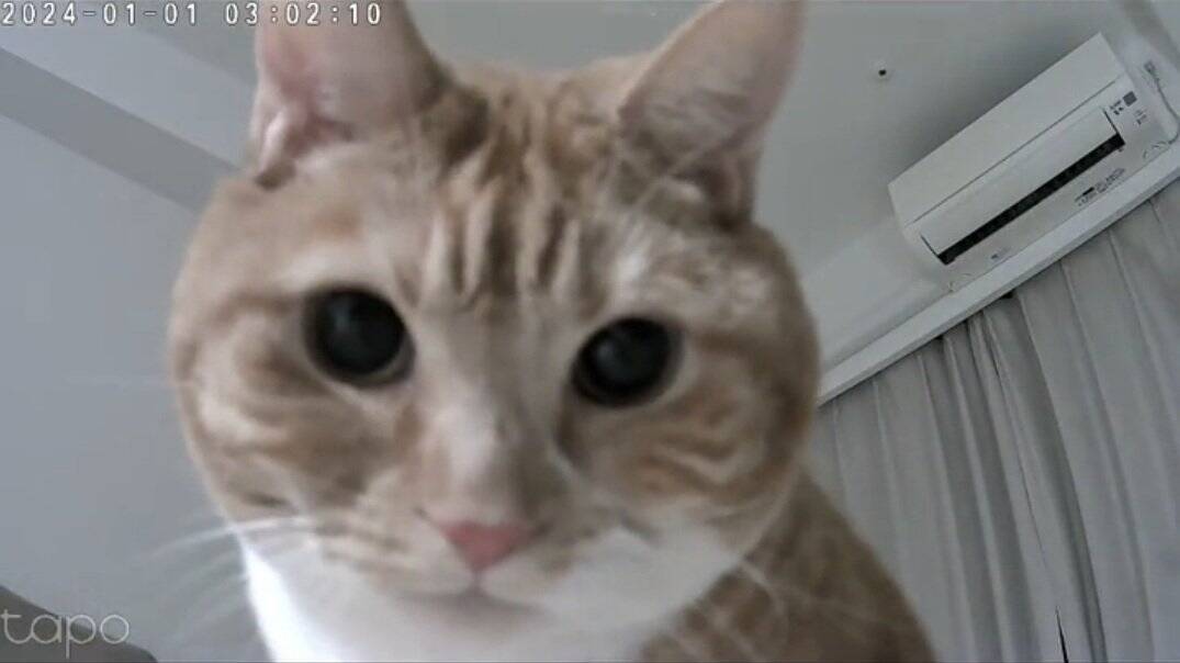 お留守番カメラで猫が見当たらなくて…探した結果→『予想外の場所』で登場する様子が158万再生「帰りたくなるｗ」「見てるｗ」と爆笑の声