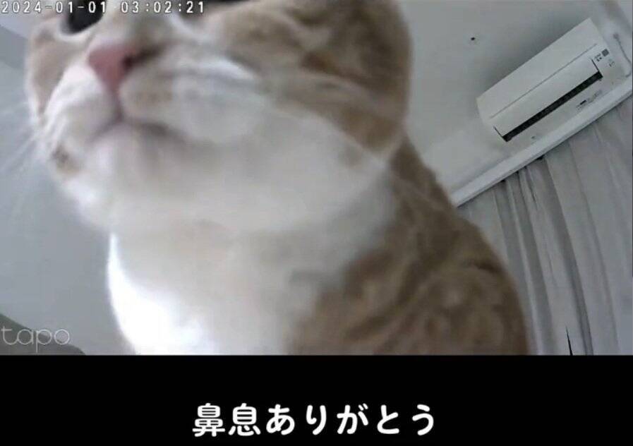 お留守番カメラで猫が見当たらなくて…探した結果→『予想外の場所』で登場する様子が158万再生「帰りたくなるｗ」「見てるｗ」と爆笑の声
