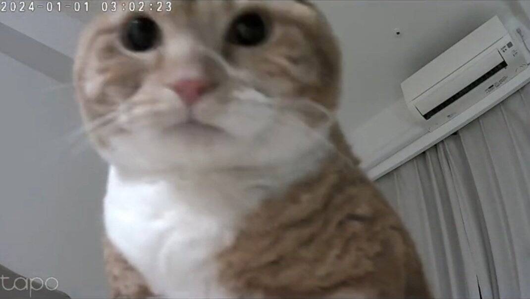 お留守番カメラで猫が見当たらなくて…探した結果→『予想外の場所』で登場する様子が158万再生「帰りたくなるｗ」「見てるｗ」と爆笑の声
