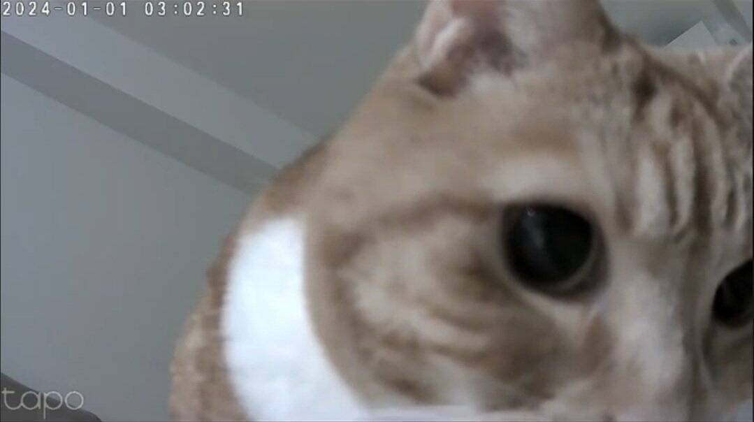 お留守番カメラで猫が見当たらなくて…探した結果→『予想外の場所』で登場する様子が158万再生「帰りたくなるｗ」「見てるｗ」と爆笑の声